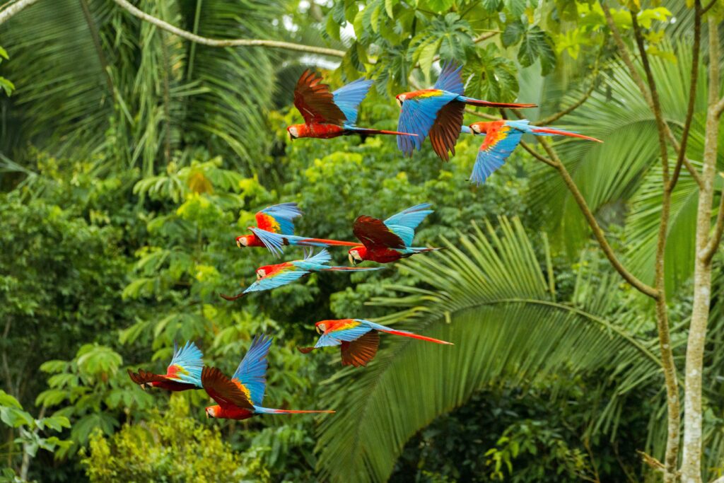 Controversy Over COP30 Highway in Amazon Rainforest