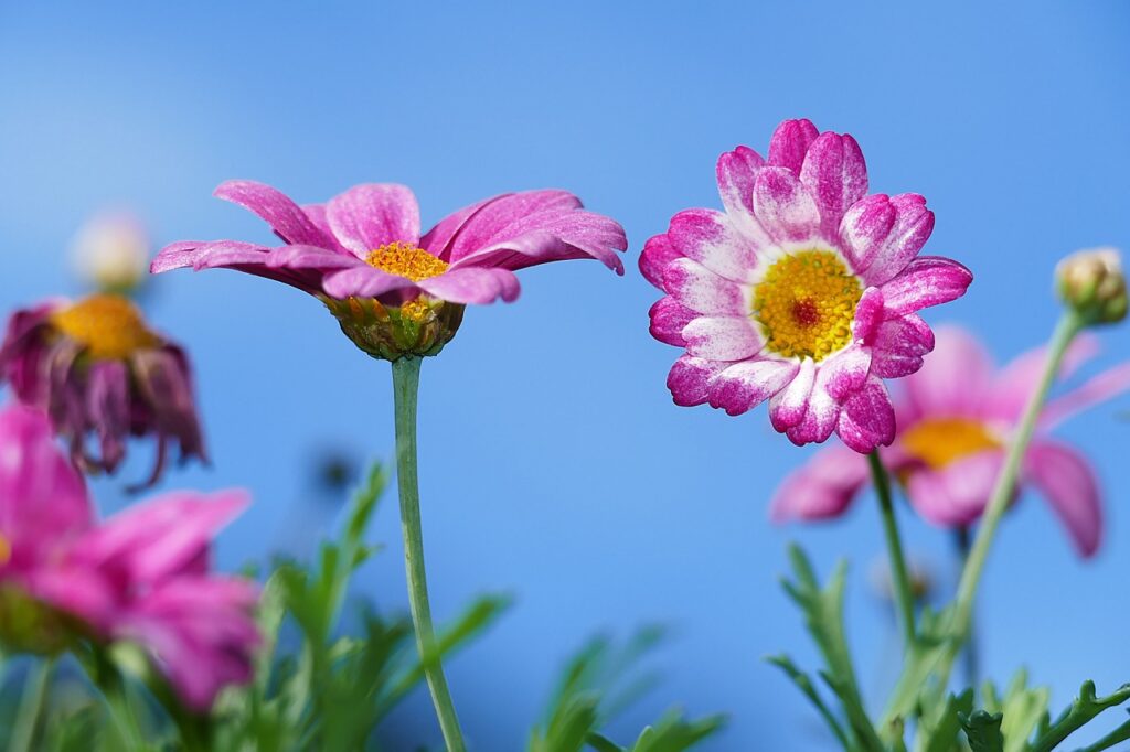 Toxic Metals in Urban Wildflowers Threaten Bees