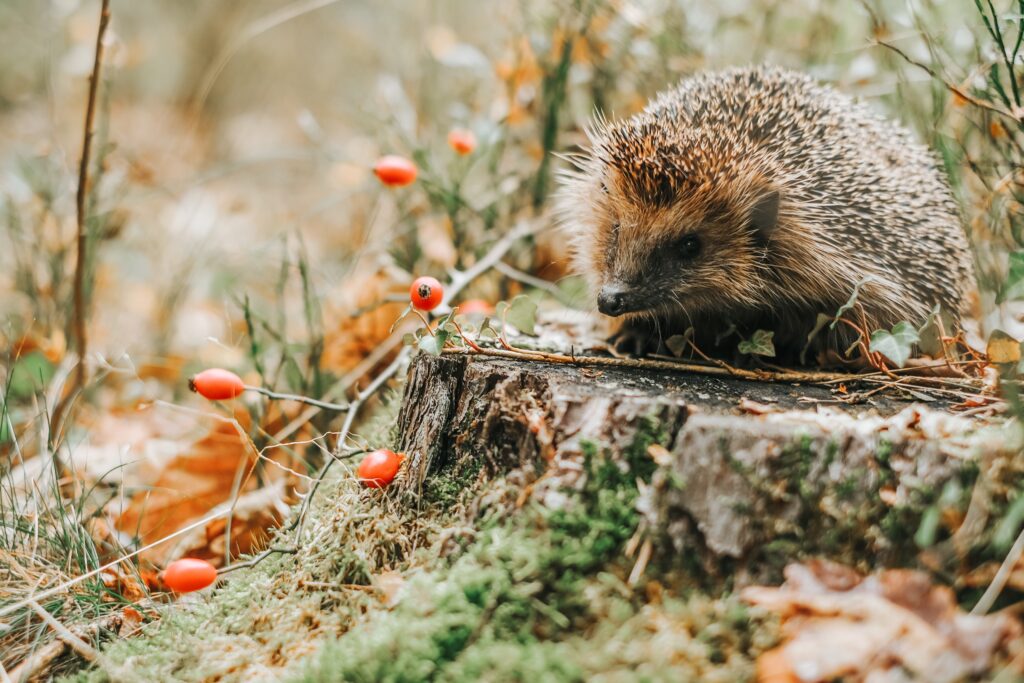 Hedgehog Corpses in Sweden Show Dangerous Pollution Levels