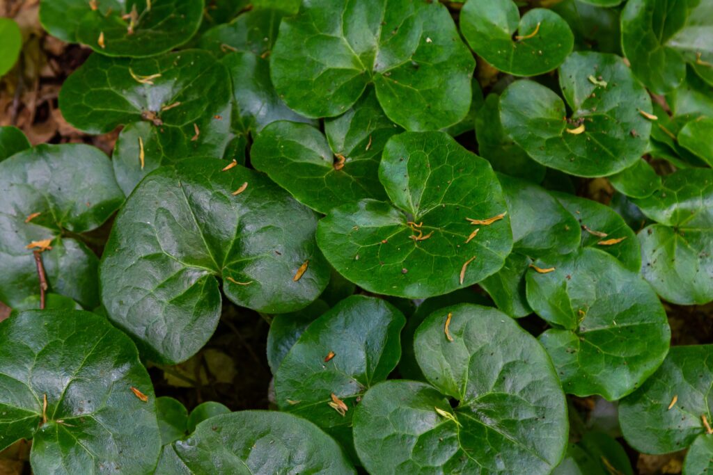 Wild Ginger's Rotten Smell Linked to Mutant Gene, Say Scientists
